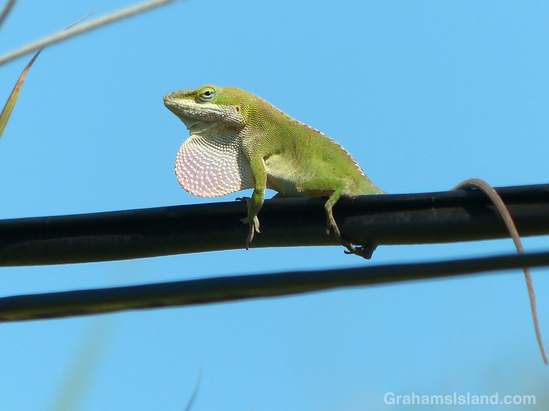 Anole on Wire