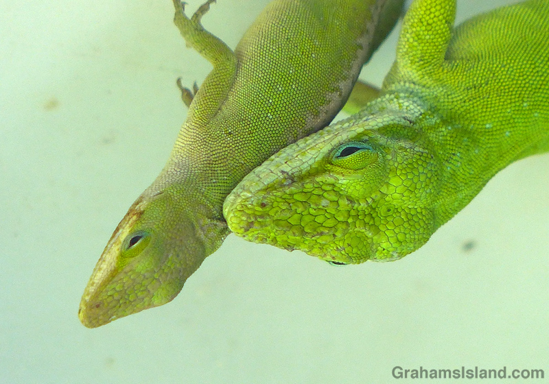 Green anoles mating