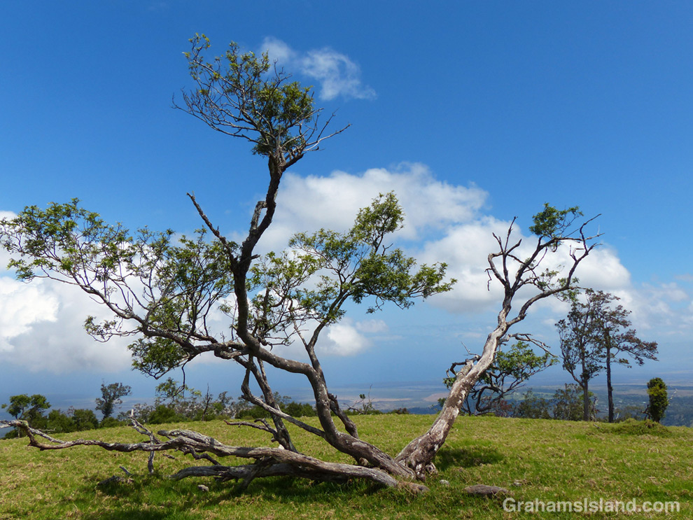 A Mamane tree atop Pu'u Wa'awa'a, with the coast in the distance.