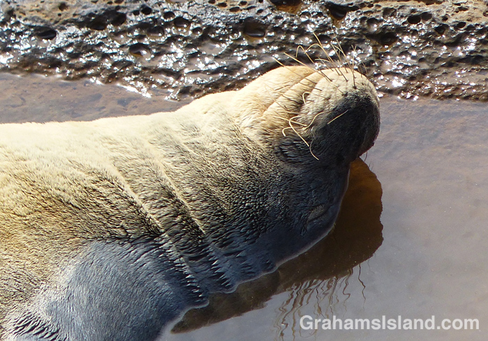 A newly molted Hawiian monk seal rests in a tide pool