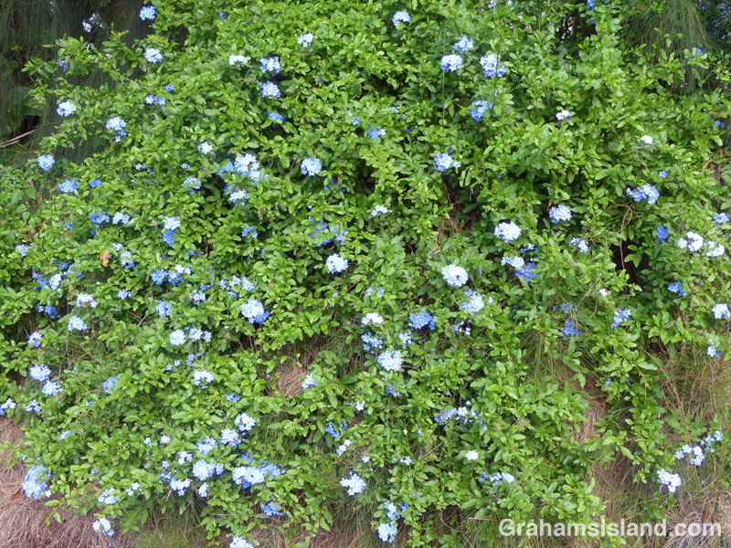A Plumbago auriculata shrub with its stunning blue flowers.