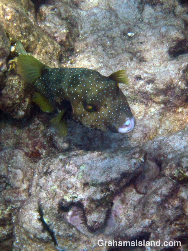 A stripebelly pufferfish