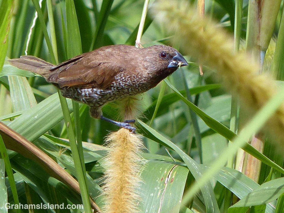 A nutmeg mannikin strips seeds off a stem of cane grass on the Big Island.