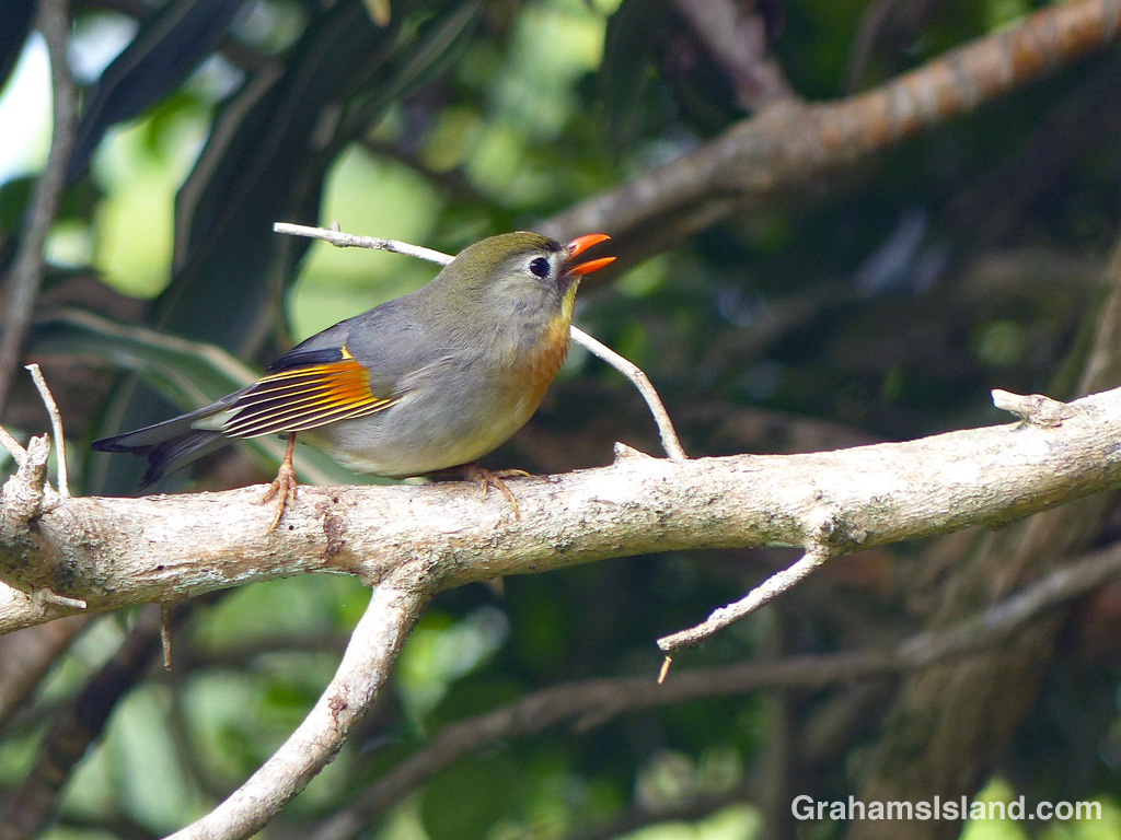 A Red-billed Leiothrix sings on a branch