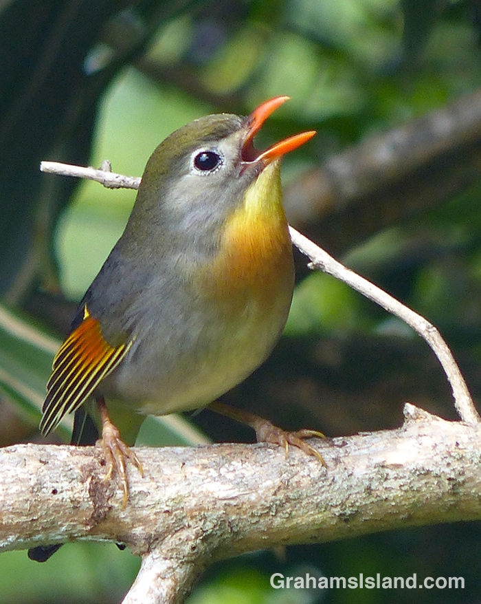 A Red-billed Leiothrix sings on a branch