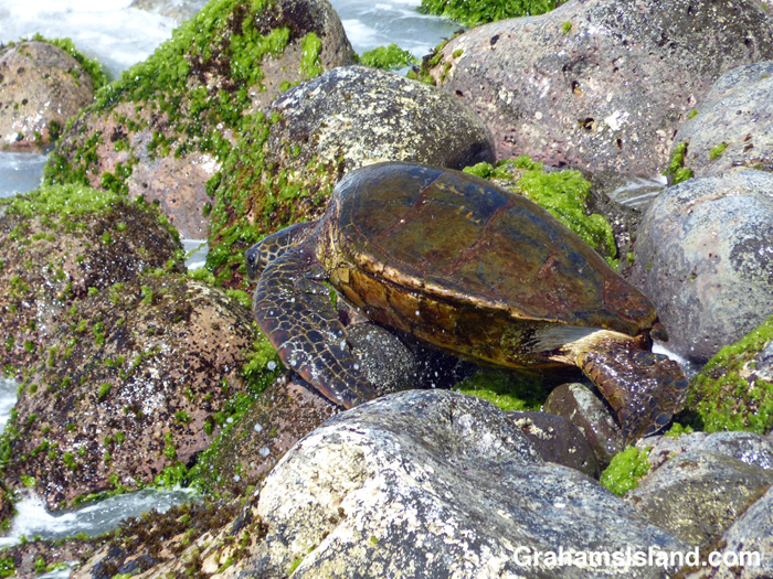 A green turtle is temporarily stranded on a rock.