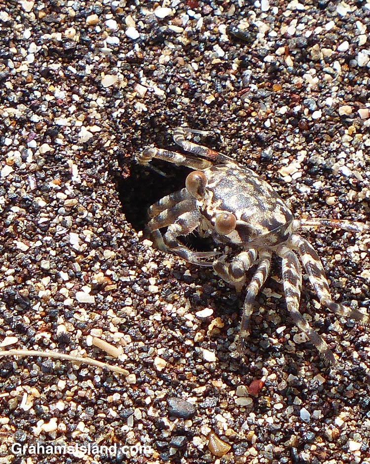 A Pallid Ghost Crab waits by the entrance ot its burrow.