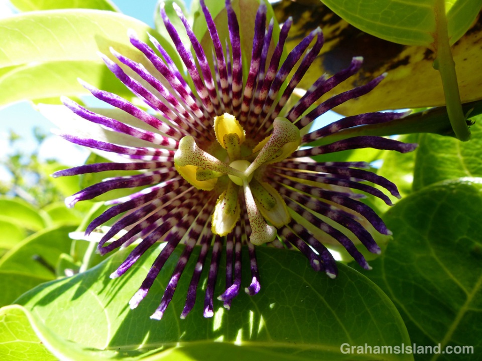 A fragrant passion flower in bloom