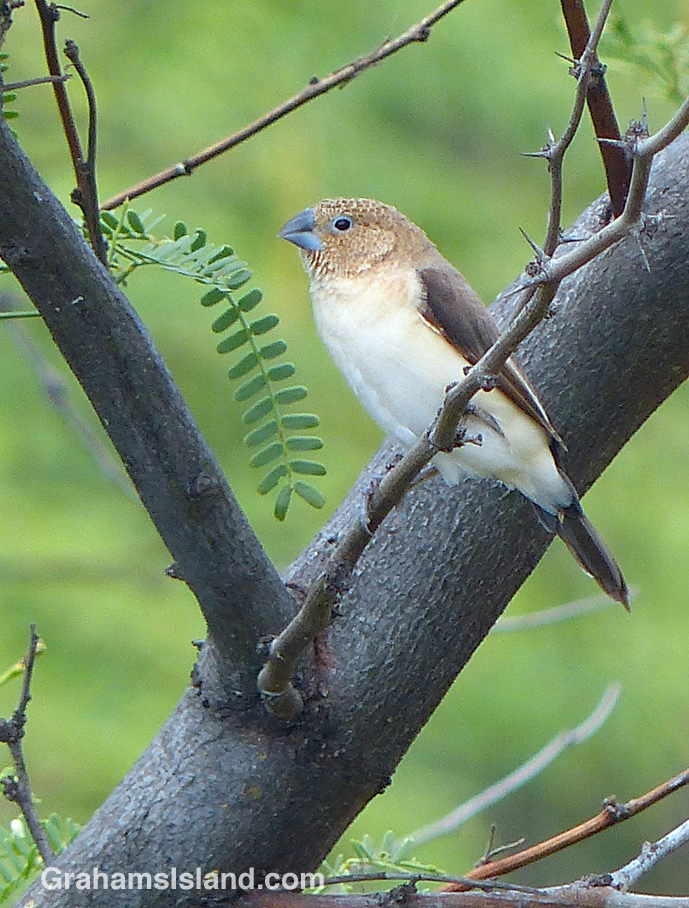 An African Silverbill perches on a branch
