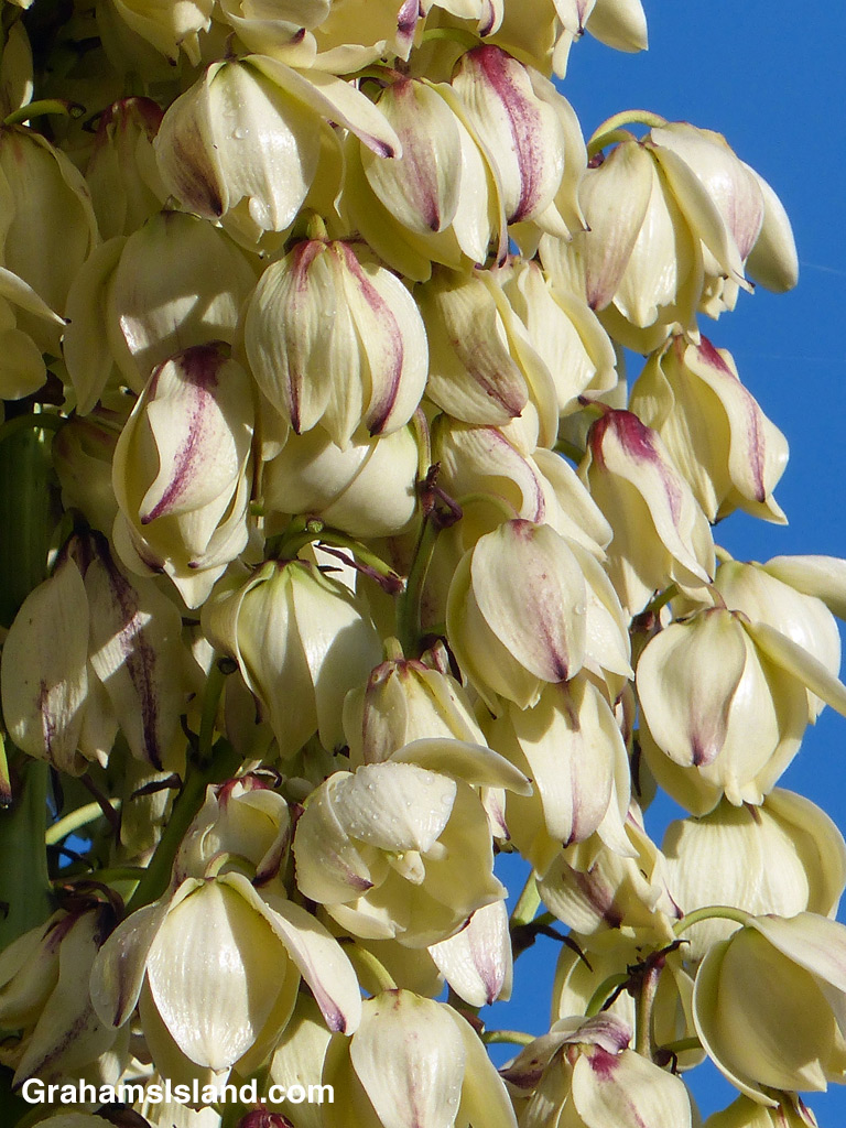 The blooms of a yucca plant.