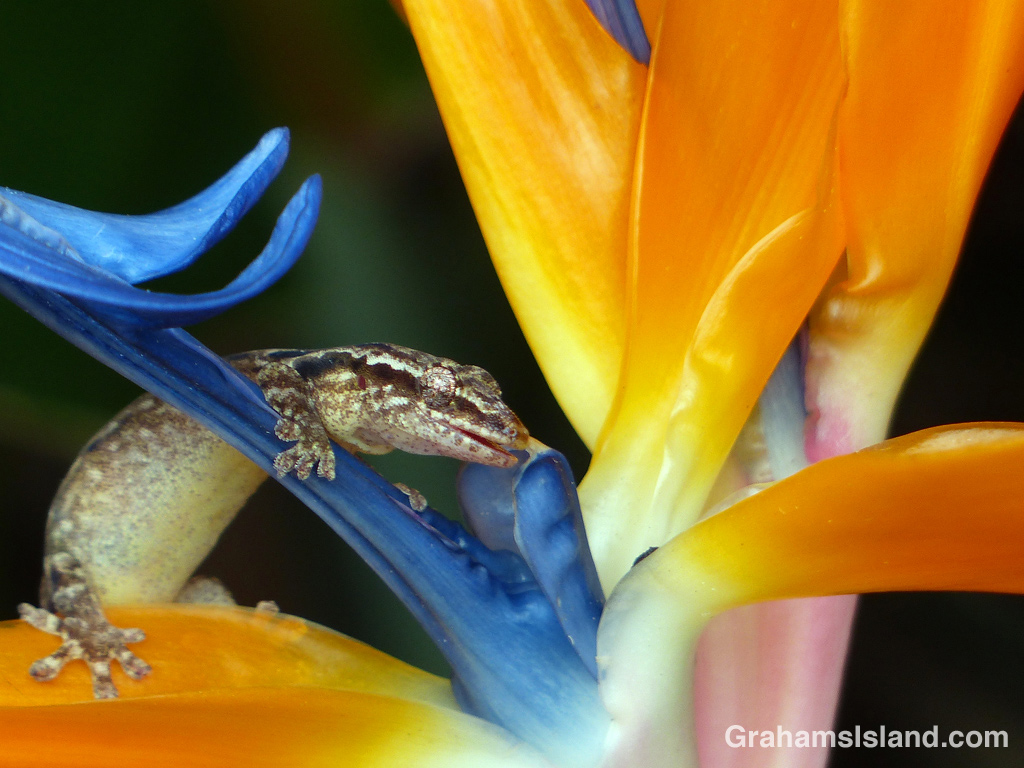  A mourning gecko drinks at a bird of paradise flower. 
