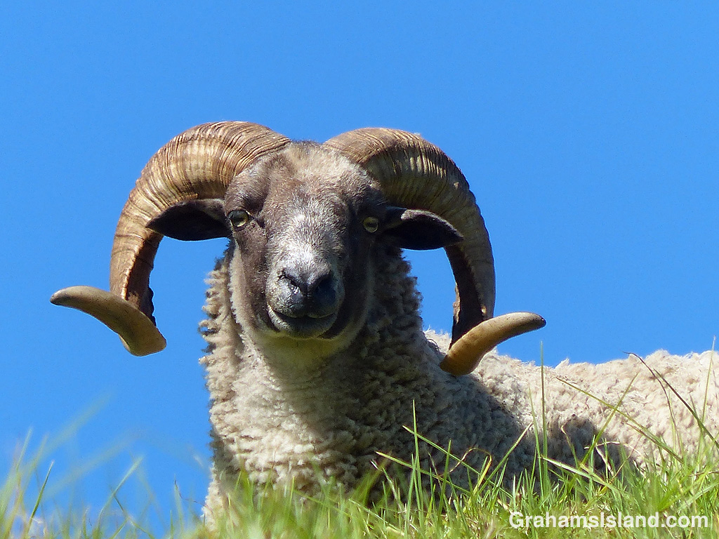 A curly horned ram keeps watch.