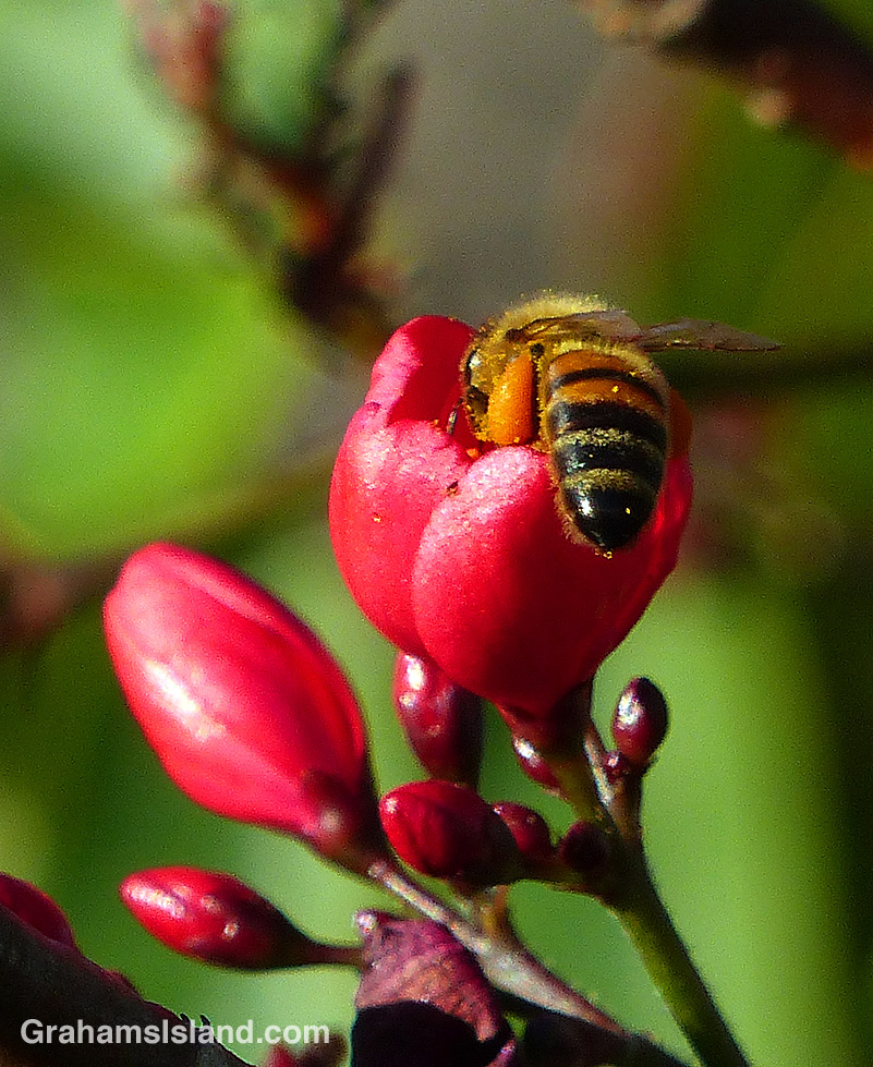 A bee forages on a Rose Jatropha flower on the Big Island of Hawaii