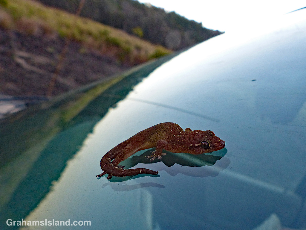 A Stump-toed gecko on a truck windshield.