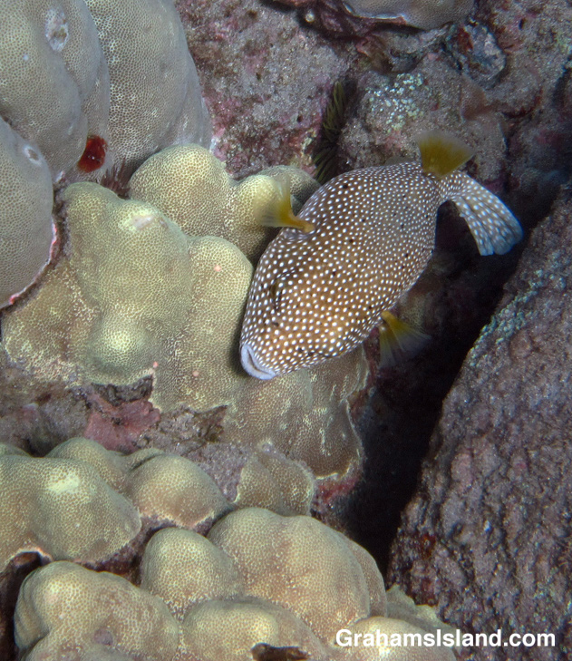 A spotted pufferfish in the waters off the Big Island of Hawaii