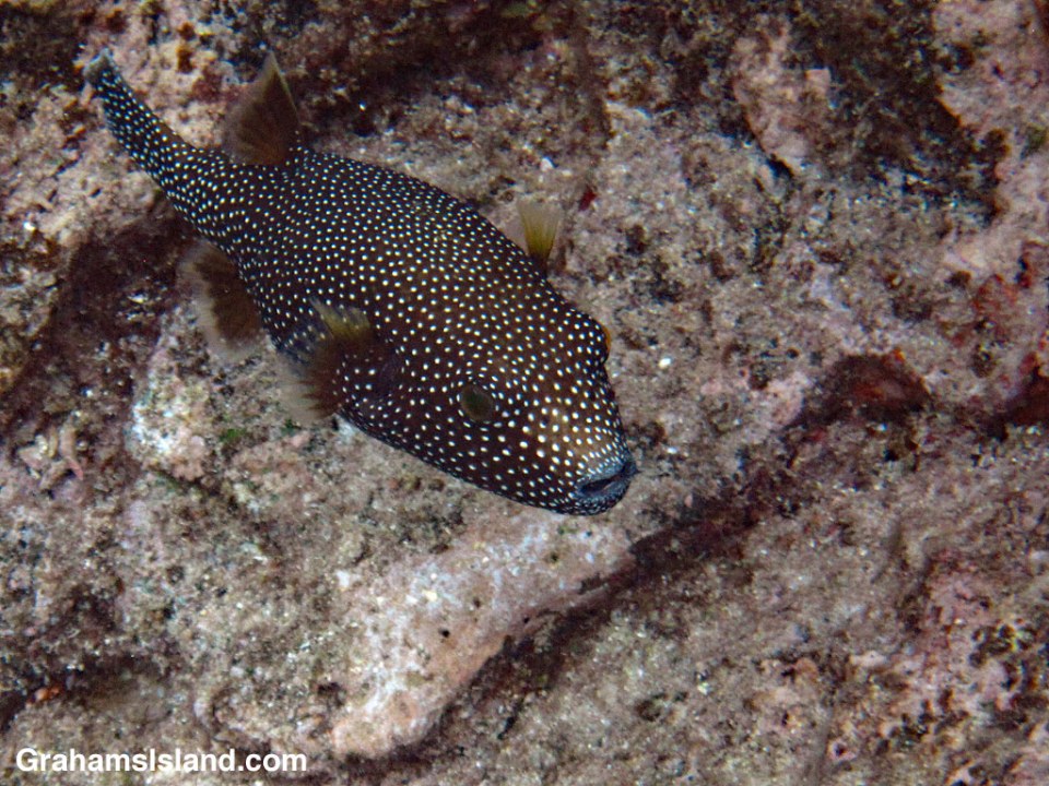 A spotted pufferfish in the waters off the Big Island of Hawaii