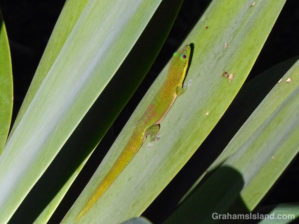 A gecko soaks up the sun on an agave leaf
