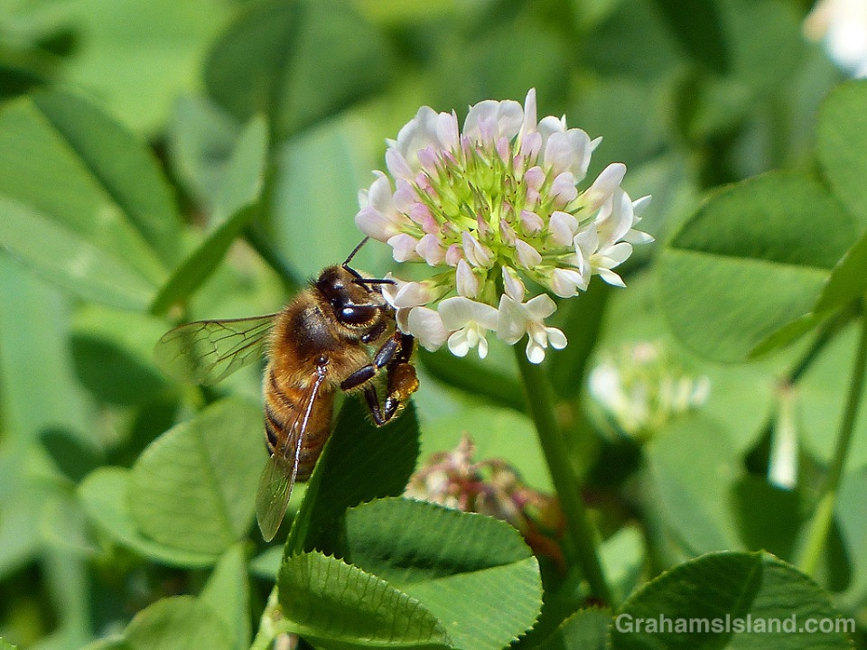 Bee on clover