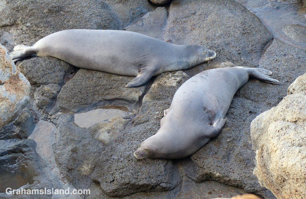 Monk seals resting