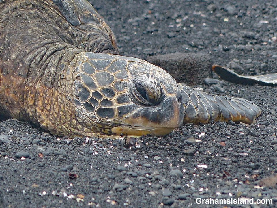 Punaluu turtle resting
