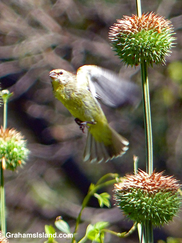Yellow-fronted Canary