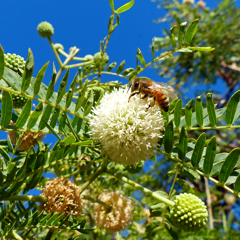 Bees on a haole koa flower