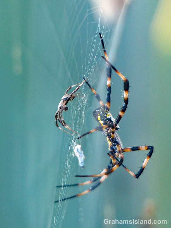 Hawaiian Garden Spiders Face Off Graham S Island