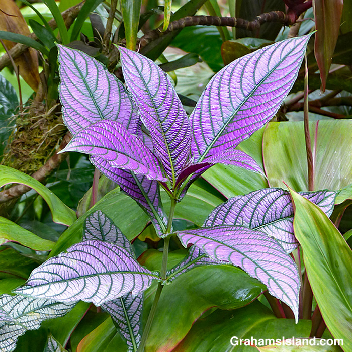 The distinctive purple leaves of a Persian shield plant.