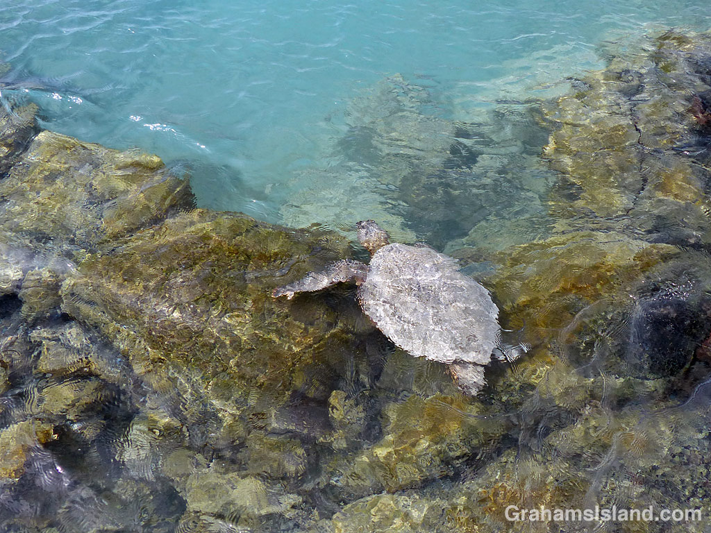 A green turtle swims in Kiholo Bay, Hawaii