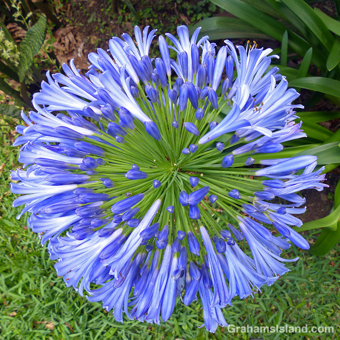 An agapanthus flower from above