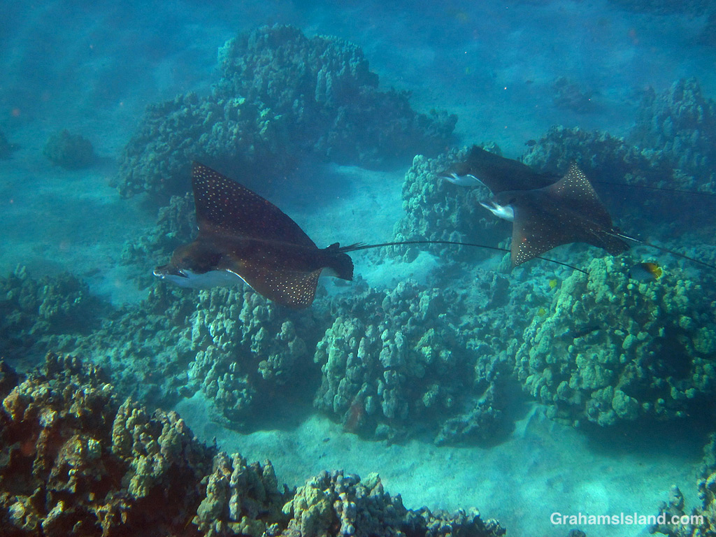 Three spotted eagle rays in the waters off Hawaii