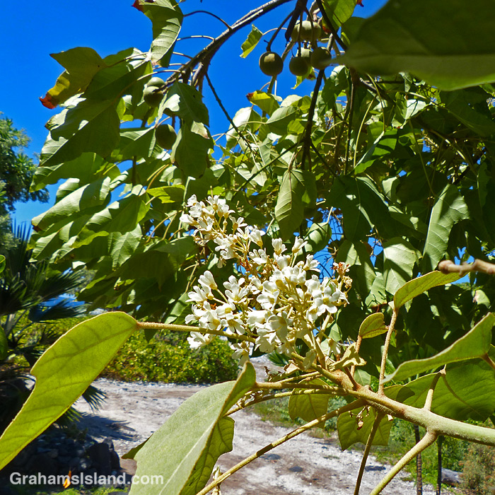 The flowers of a candlenut or kukui tree in Hawaii