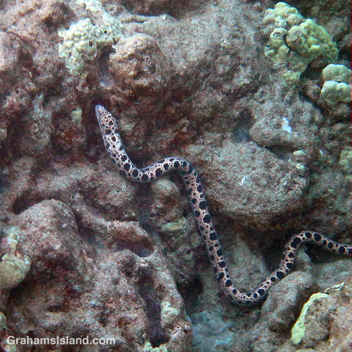 A large-spotted snake moray eel on the move in the waters off Hawaii