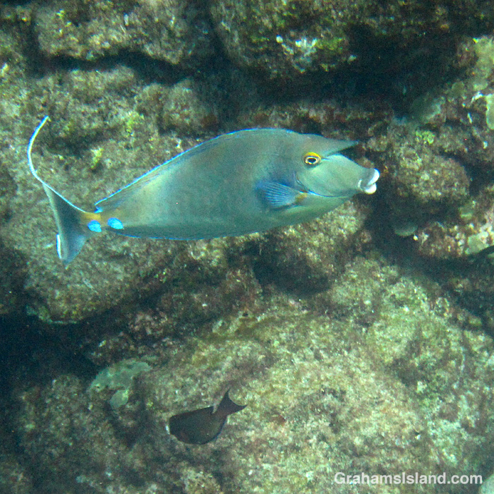 A Bluespine Unicornfish in the waters off Hawaii