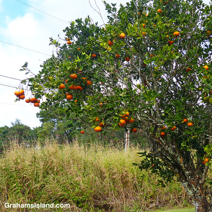 Tangerines on a tree in Hawaii