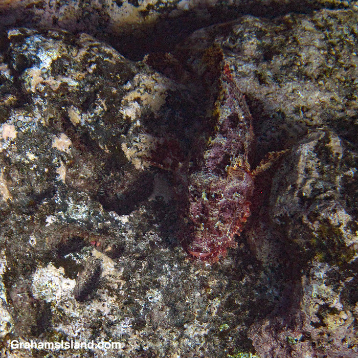 A Titan scorpionfish in the waters off Hawaii