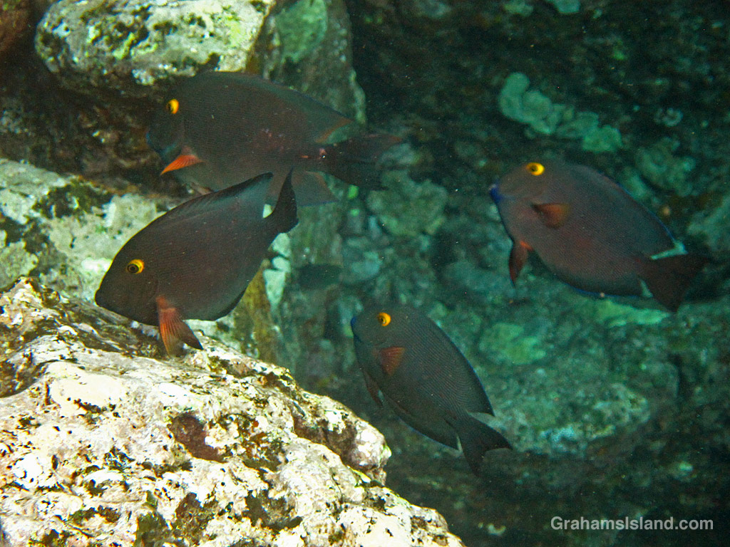 Goldring surgeonfishes in the waters off Hawaii