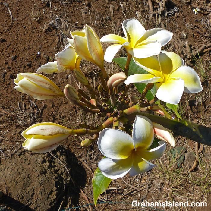 Plumeria buds and flowers in Hawaii
