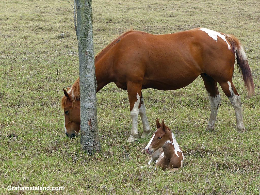 A mare and foal in Hawaii