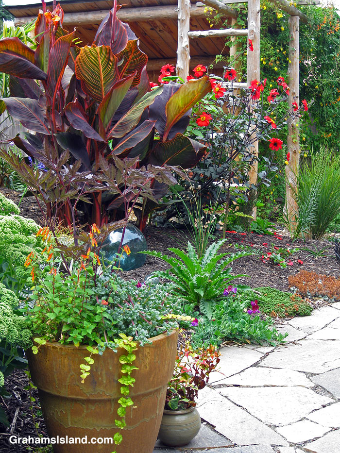 Plants in a tropical garden in Port Townsend, Washington