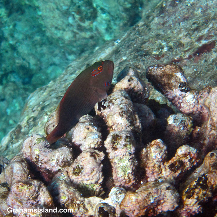 An Arc-eye Hawkfish waits in dead coral in the waters off Hawaii