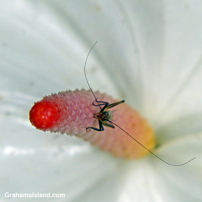 A beetle on an anthurium flower in Hawaii