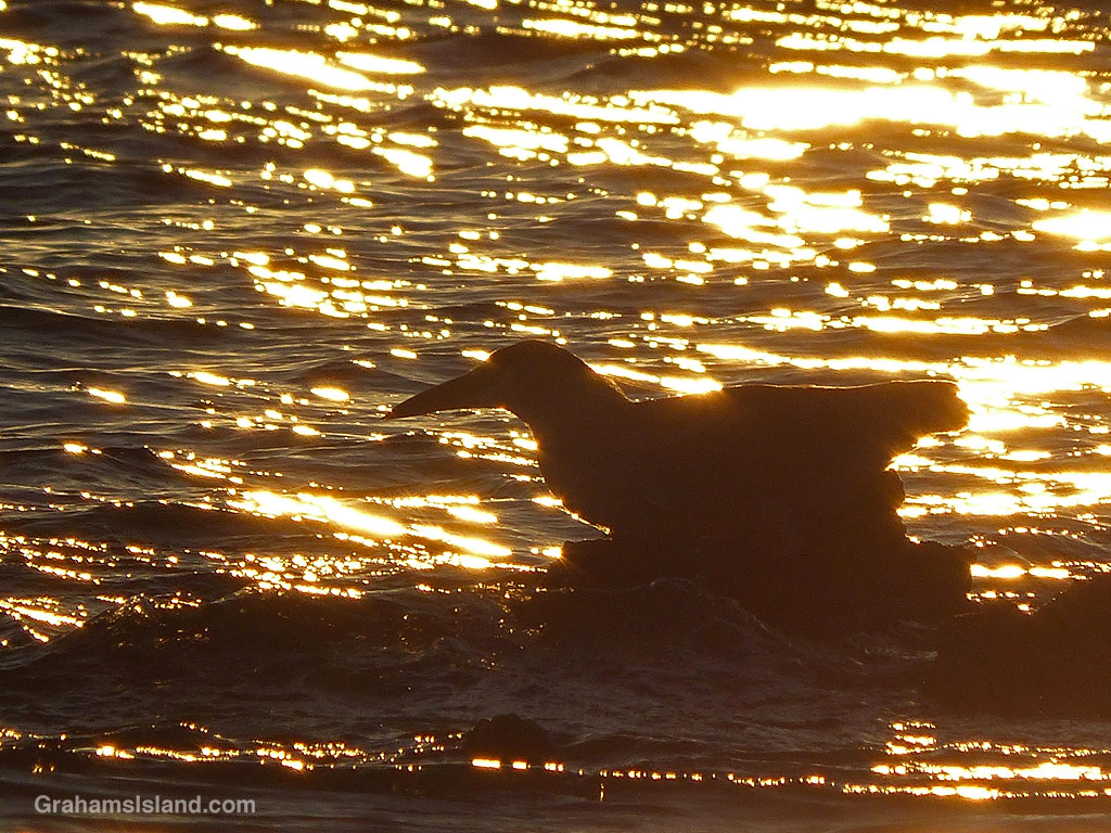 A Black-crowned night heron is silhouetted against the setting sun in Hawaii