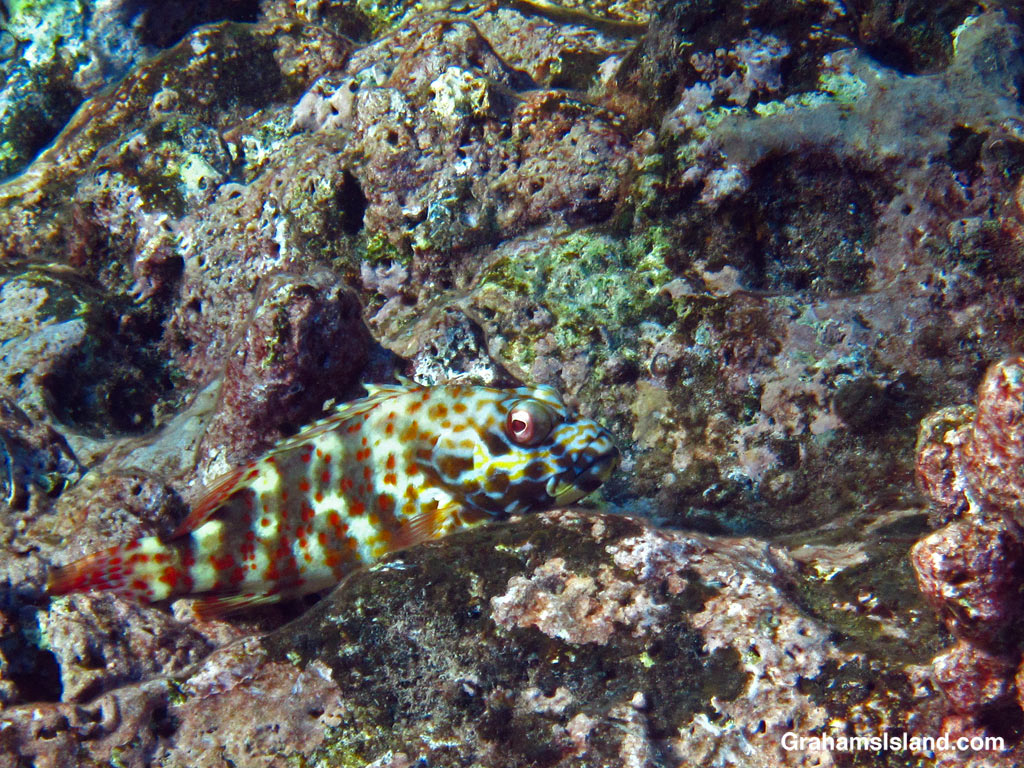 A stocky hawkfish in the waters off Hawaii