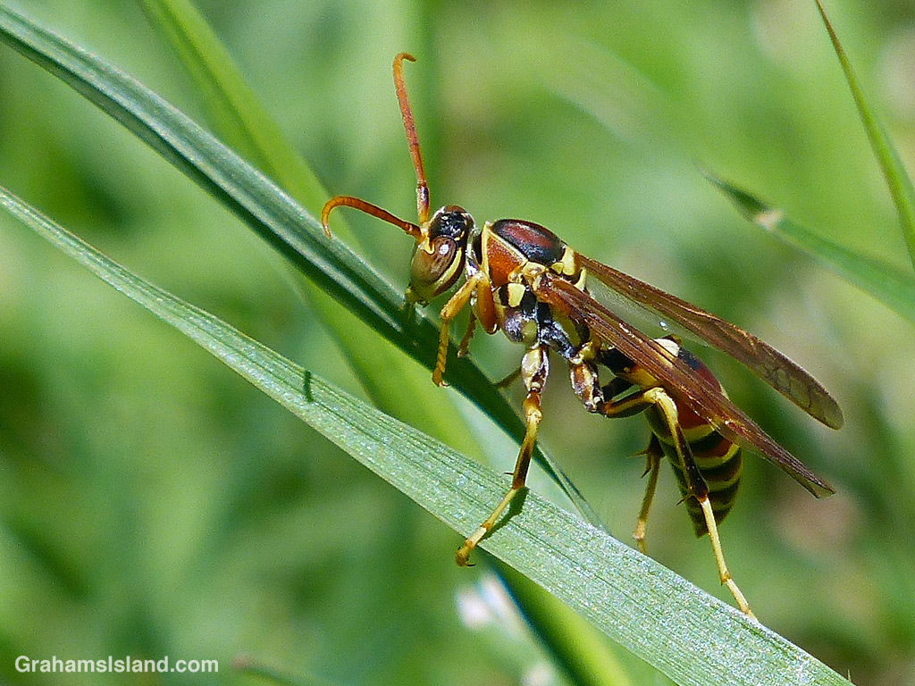 A wasp clambers through the grass