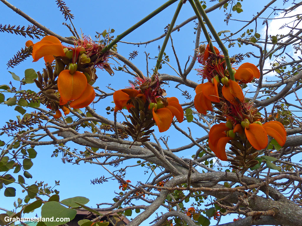 Wiliwili tree flowers in Hawaii