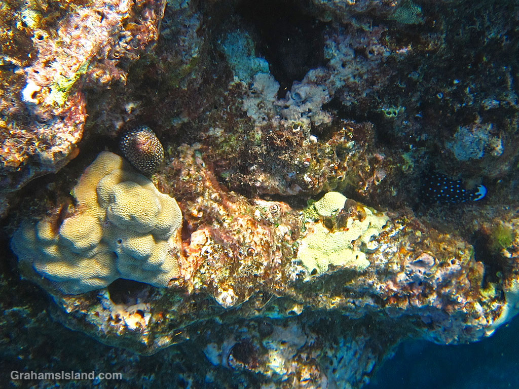 A whitemouth moray eel in the waters off Hawaii