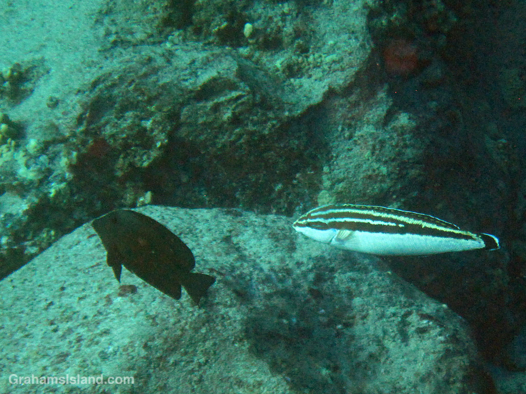 A Blackstripe Coris swims in the waters off Hawaii