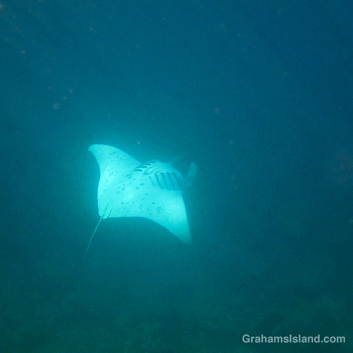 A manta ray swims in the waters off Hawaii
