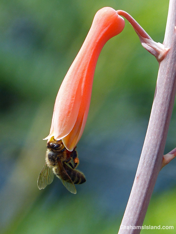 A bee on a Japanese Aloe flower